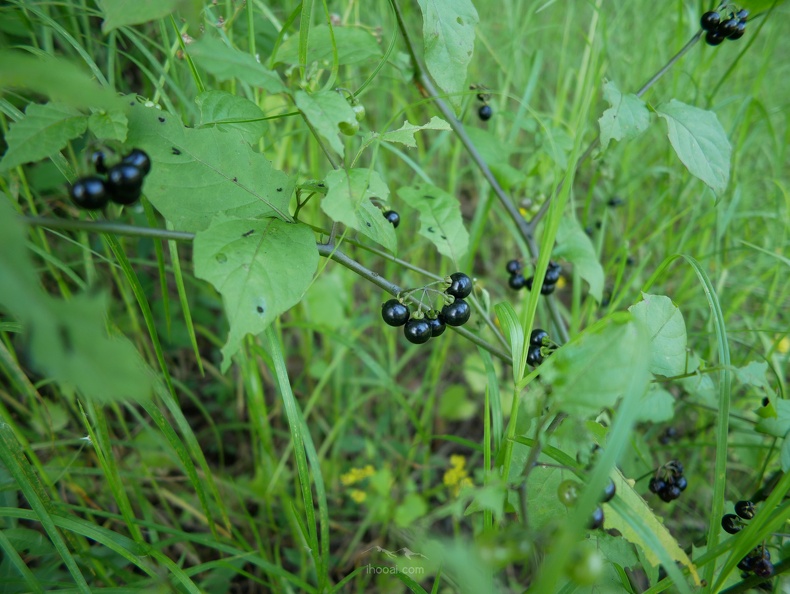 co-P1000349.jpg